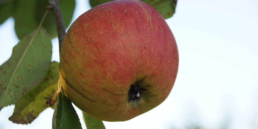 Ostrach - Vielfalt.Leben.Sein. Ostrach - Vielfalt.Leben.Sein.